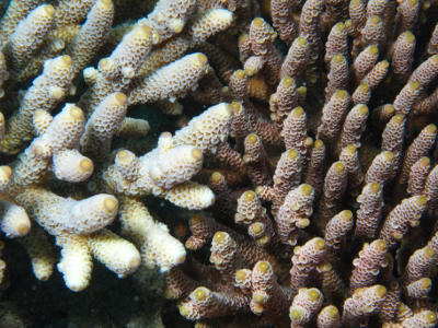 Healthy and bleached corals from the Great Barrier Reef. 